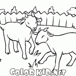 Козочки на лужайке