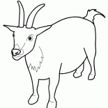 Настороженная коза