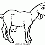 Прогулка юной козочки