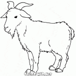 Коза пасется 