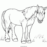 Лошадь на прогулке