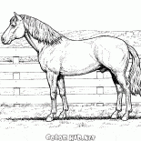 Конь на ферме