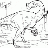 Киростенот перграсилис