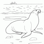Морской лев