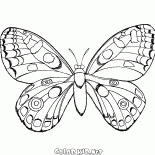 Бабочка в полёте