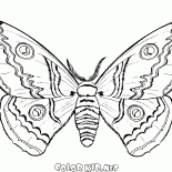 Бабочка осенью