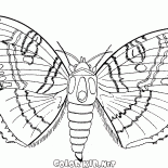 Бабочка и лето