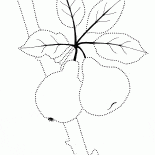 Сладкие фрукты на дереве