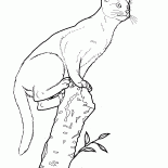 Абиссинская кошка