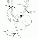 Сливы на ветке