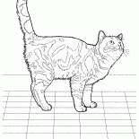 Английская короткошерстная