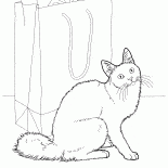 Ангорская кошка