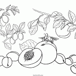 Персики, абрикос, слива