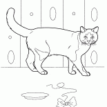 Домашняя кошка