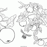 Плоды яблони