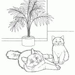 Бирманская кошка