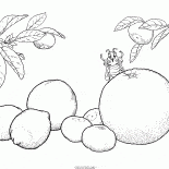 Цитрусовые фрукты