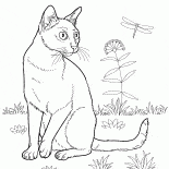 Бомбейская кошка