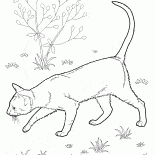 Восточная короткошерстная