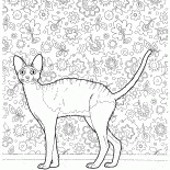 Корниш рекс