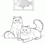 Колорпойнт