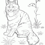 Норвежская лесная кошка