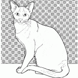 Сиамская порода кошки