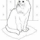 Сибирская кошка