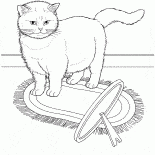 Экзотическая кошка