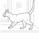 Сиамская кошка