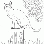 Сингапурская кошка