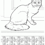 Сомалийская кошка