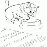 Яванская кошка