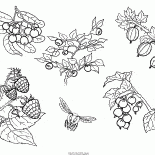 Разные ягода