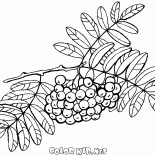 Кисть рябины