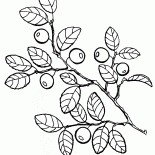 Черника