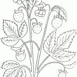 Земляника