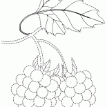 Кустарные ягоды