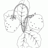 Садовая клубника