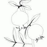 Ветка граната