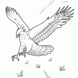Орел