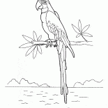 Попугай ара