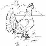Глухарь
