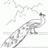 Павлин