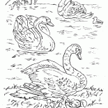 Лебеди на озере