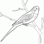 Попугай говорун