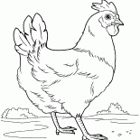 Курица