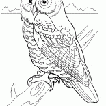 Ночной хищник