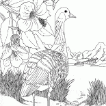 Гусь у озёра