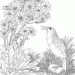 Жаворонок луговой